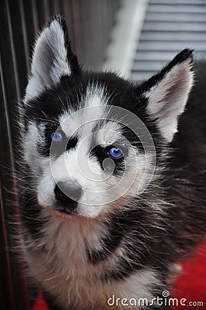 Black And White Husky Dogs. A BLACK AND WHITE SIBERIAN