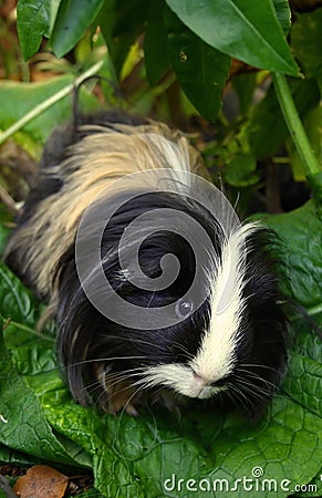 My guinea pigs, , yes with