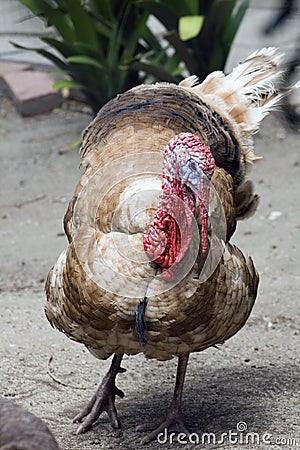 a image of a turkey. A turkey on a poultry farm in South Africa Photo taken on: October 28th, 