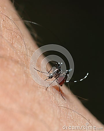 or yellow fever mosquito
