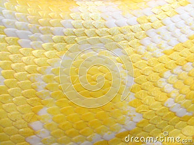 snakeskin pattern | eBay