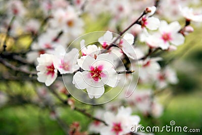 almonds-tree-flowering-branch-thumb4267738.jpg