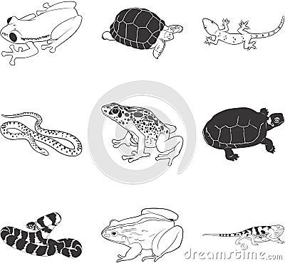 Reptiles For Sale. Images Reptiles and Amphibians