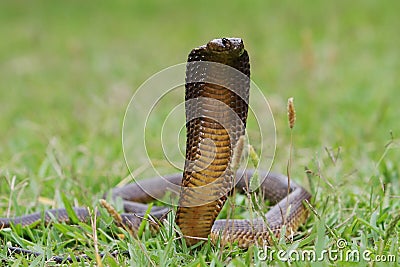Stock Image: Angry Cape Cobra Snake. Image: 7423871