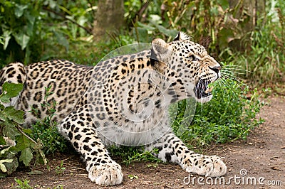 angry-persian-leopard-thumb12056394.jpg