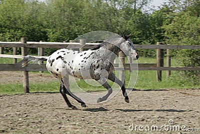 Copyright Free Pictures on Royalty Free Stock Photos  Appaloosa Horse   Young Stallion Galloping