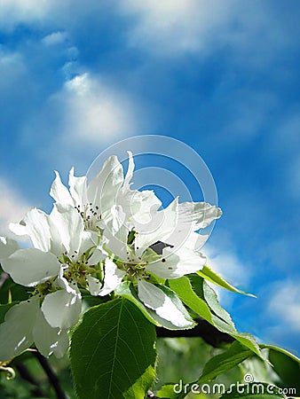 apple tree flower. APPLE-TREE FLOWER AND SKY