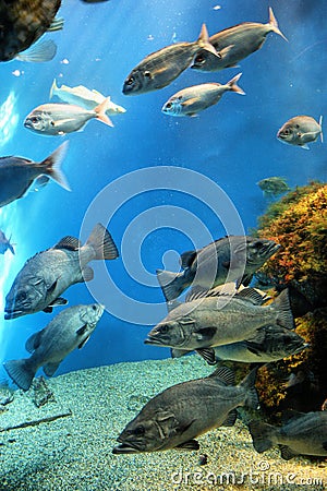 Aquarium Finisterrae