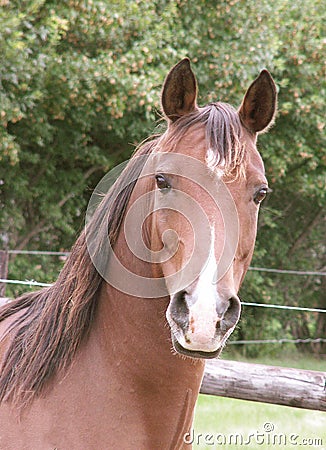 mustang horse head. ARABIAN HORSE HEAD AND NECK