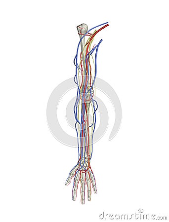 Nerves Of The Arm. ARM ARTERIES VEINS NERVES