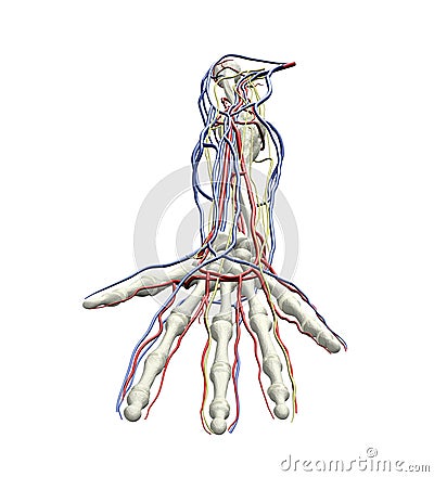 arteries and veins in arm. ARM ARTERIES VEINS NERVES