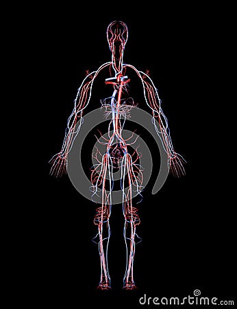 circulatory system veins. circulatory system veins and