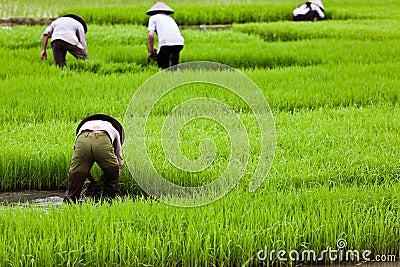 asian-workers-on-rice-paddy-thumb16608434.jpg