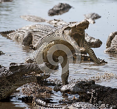 Crocodile Attack Singapore Picture on Attack Crocodile