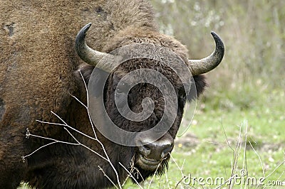 Copyright Free Pictures on Royalty Free Stock Photos  Aurochs  Image  17098168