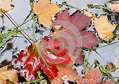 Autum%20Leaves%20Royalty%20Free%20Stock%20Images