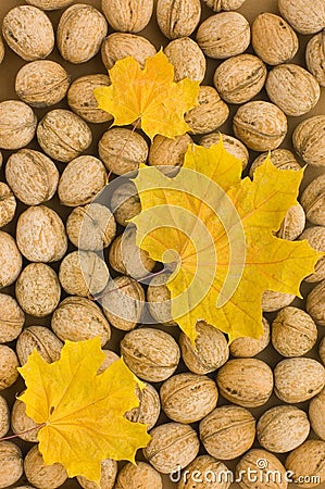 Free Fall Backgrounds on Royalty Free Stock Images  Autumn Backgrounds  Image  3541179