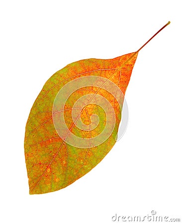 Fall Coloring on Autumn Leaf Changing Color Jorgeanton Dreamstime Com
