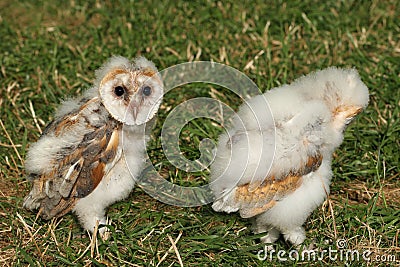 Pictures Baby Owls on Royalty Free Stock Images  Baby Barn Owls  Image  1107369