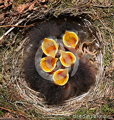 Birds Nest on Stock Photo  Baby Birds In Nest  Image  14036800
