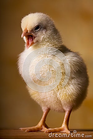 Baby Chicks Pictures on Baby Chicken Royalty Free Stock Photo   Image  14495185