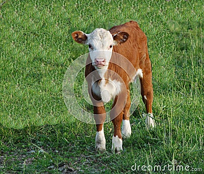 Cow And Baby