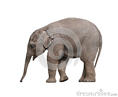 Baby Elephants Pictures on Home   Royalty Free Stock Photos  Baby Elephant