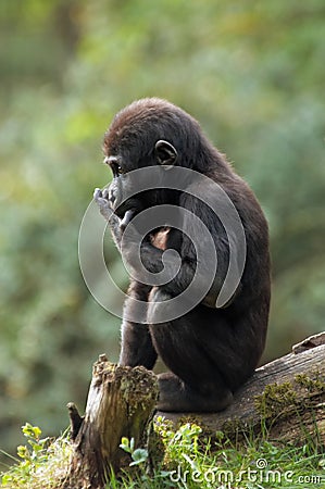 Baby Gorilla Pictures on Baby Gorilla  Click Image To Zoom