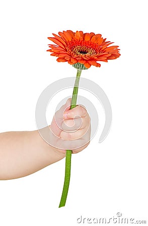 Gerber Baby Photo Search on Stock Photo  Baby Hand Holding Red Gerber  Image  26920920