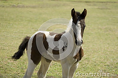 Baby Horses Pictures on Stock Images  Baby Horse  Image  2090064