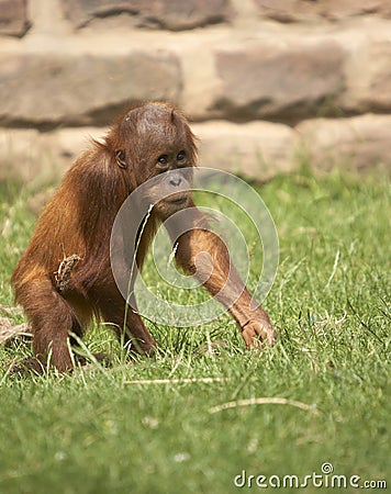 Baby Orangutan Pictures on Baby Orangutan  Click Image To Zoom