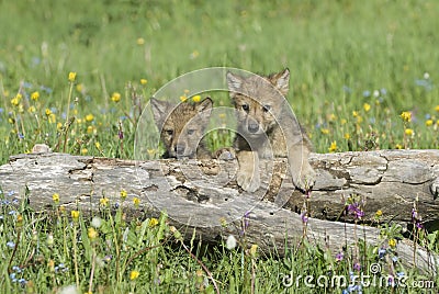 Baby Wolves Pictures on Home   Royalty Free Stock Images  Baby Wolves