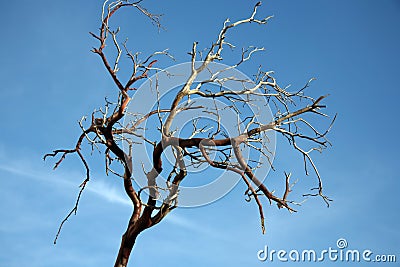 bare-tree-branch-thumb851376.jpg