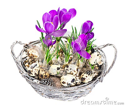 Beautifil Spring Crocus Flowers With Easter Eggs