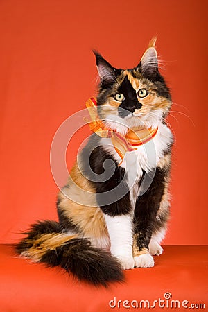 BEAUTIFUL CALICO MAINE COON ON