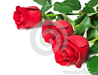 red and white roses background. BEAUTIFUL RED ROSES ON A WHITE
