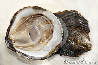 flat oyster