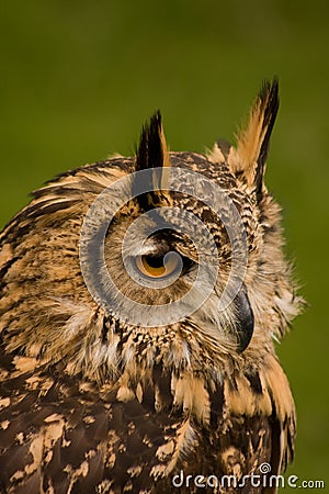 Bengalese Eagle Owl