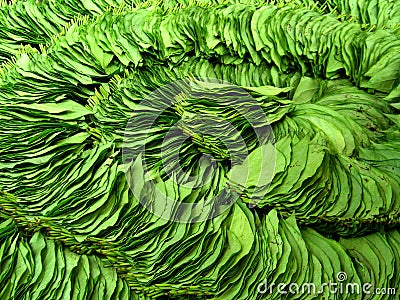 Stock Photos: Betel nut leaves. Image: 13694083