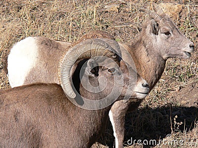 big horn sheep ram and ewe