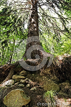 Royalty Free Stock Photo: Big norway spruce in the forest