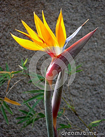 Birdofparadise Flowers on Bird Of Paradise Flower In Bloom Stock Photos   Image  1670073