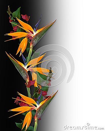 Tropical Birds on Royalty Free Stock Photography  Bird Of Paradise Tropical Flowers