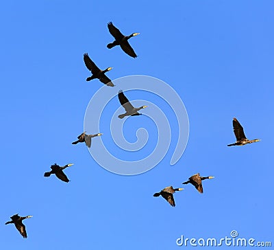 Birds Flying on Birds Flying In The Sky  Click Image To Zoom