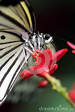 black and white butterfly pictures. Stock Image: Black and White Butterfly