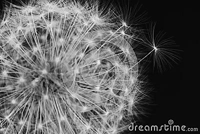 Dandelion Vector Free on Black And White Dandelion Royalty Free Stock Photos   Image  8643718