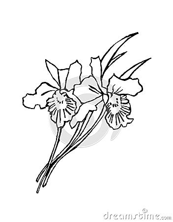 black and white flowers drawings. white flowers drawings.