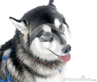 Stock Photos: Black and white husky dog