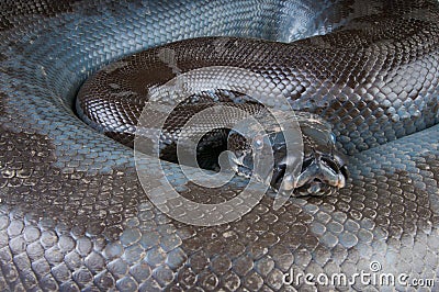 Royalty Free Stock Photos: Black blood python. Image: 1