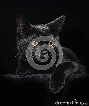black cat eyes. BLACK CAT WITH YELLOW EYES